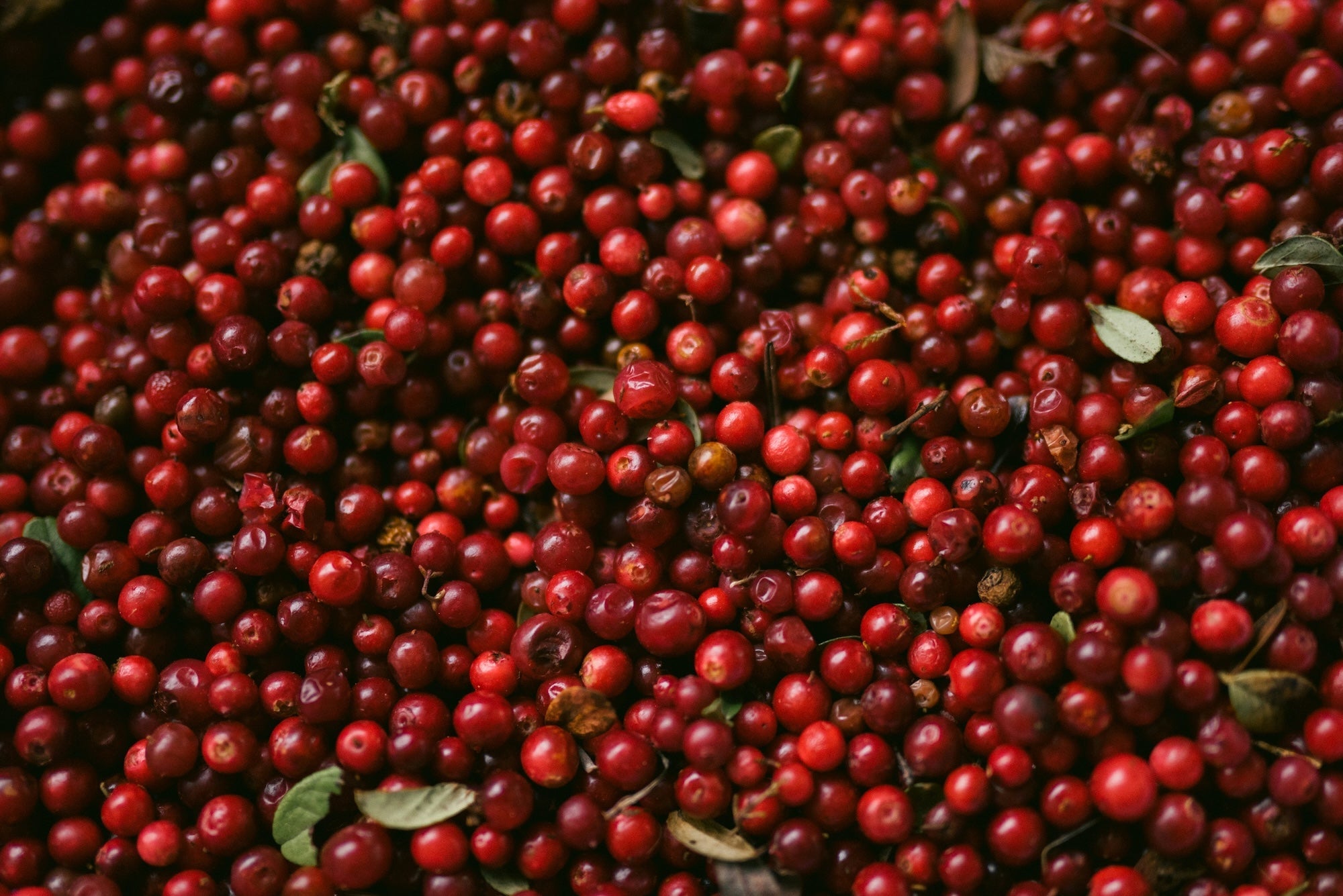 How Coffee Is Processed: Why All Coffee Is Fermented - Roast Edit