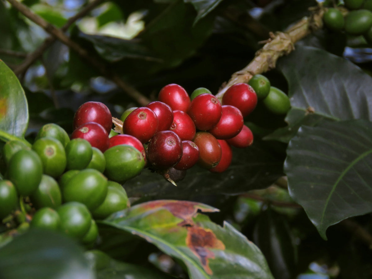 Ripening coffee cherries in red and green on the branch, surrounded by glossy leaves.