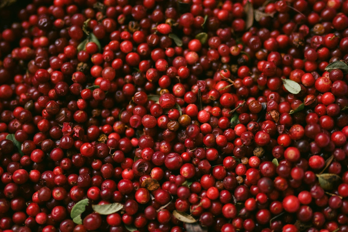 A dense mass of ripe red coffee cherries filling the frame.