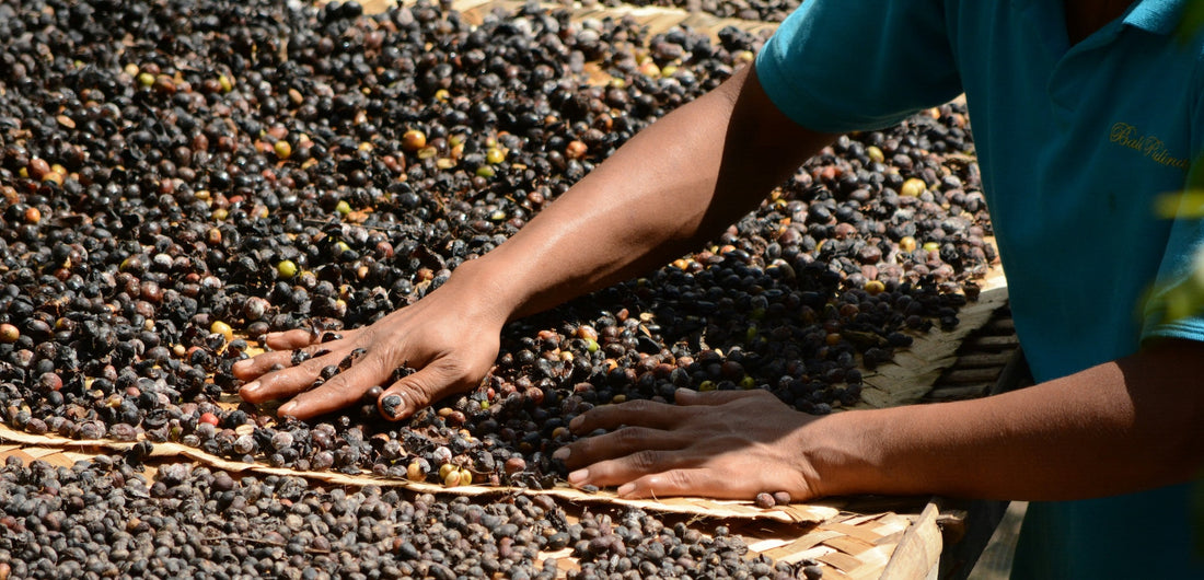 The Experimental Processing Terms on Your Coffee Bag — and What They Actually Mean