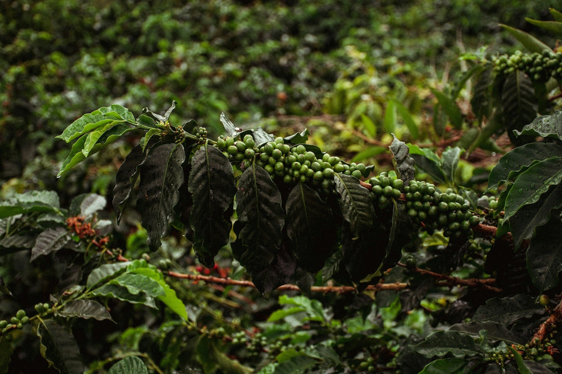 Rows of coffee trees planted across a steep green hillside.