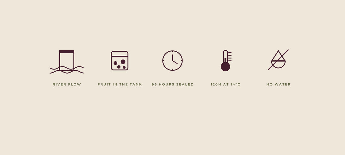 Five line drawings on a cream background showing experimental coffee fermentation methods: a sealed bag submerged in a river, fruit in a fermentation tank, a clock, a thermometer and a crossed-out water droplet.