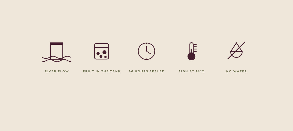 Five line drawings on a cream background showing experimental coffee fermentation methods: a sealed bag submerged in a river, fruit in a fermentation tank, a clock, a thermometer and a crossed-out water droplet.