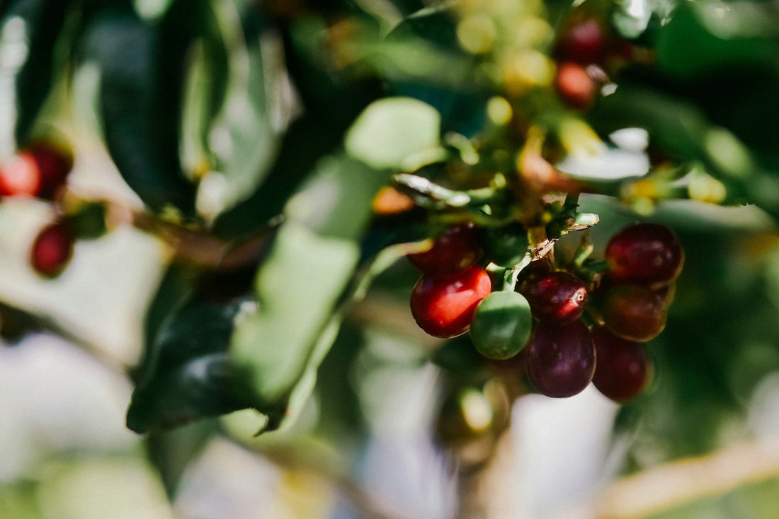 Red coffee cherries on a branch in dappled light, with green leaves behind them.